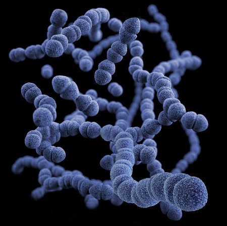 Imagen para la categoría Streptococcus