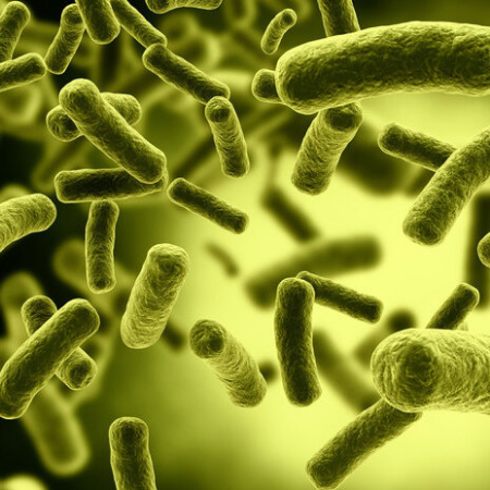 Imagen para la categoría Bacillus
