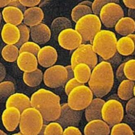 Imagen para la categoría Micrococcus
