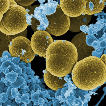 Imagen para la categoría Staphylococcus