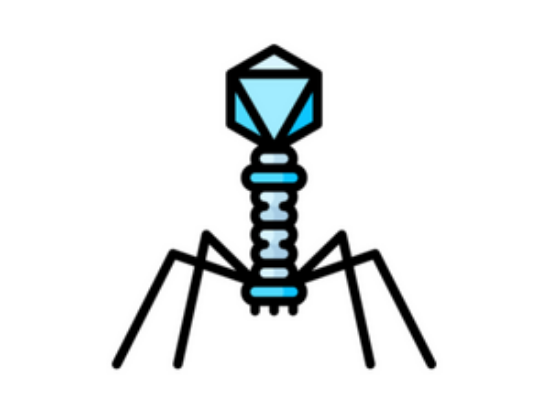 Imagen de 993004-BAControl-Fagos 100-500 Fago ɸX174 ATCC 13706-B1 (5 Unidades)