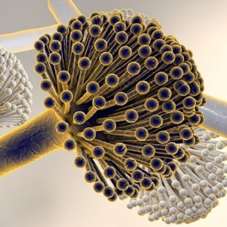 Imagen para la categoría Aspergillus