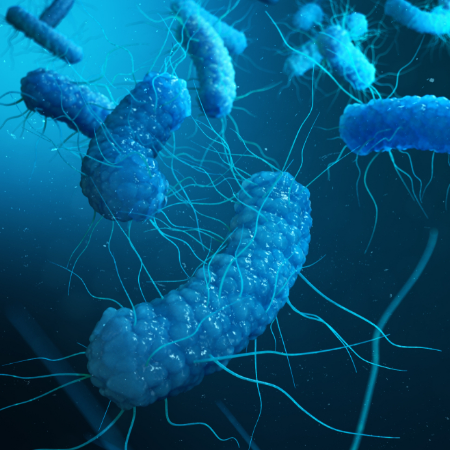 Imagen para la categoría Enterobacter