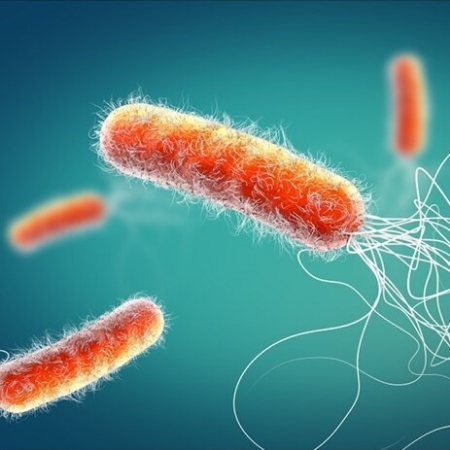 Imagen para la categoría Pseudomonas